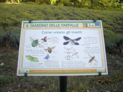 peglia-farfalle