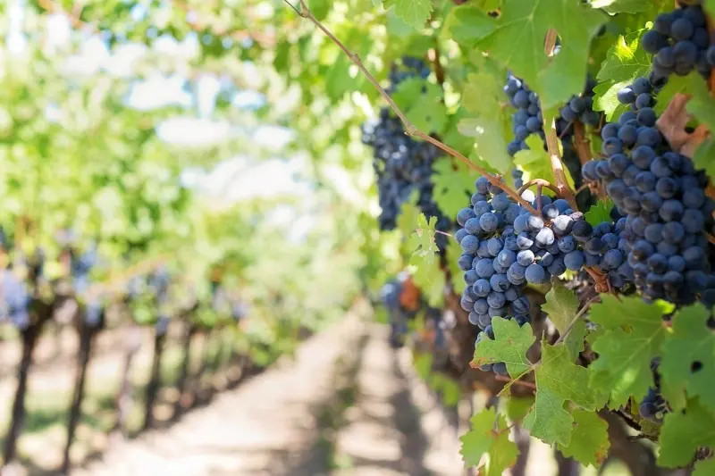 Breve storia ed informazioni sul Vino di Orvieto, uno dei prodotti di eccellenza del territorio orvietano