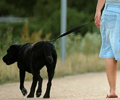 orvieto-animali – Orvieto | Orvietoviva