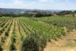 orvietocountrytour – Orvieto | Orvietoviva