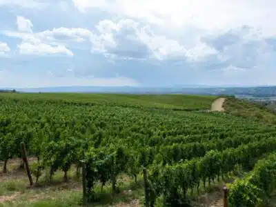 panorama-vineyard – Orvieto | Orvietoviva Vineyard