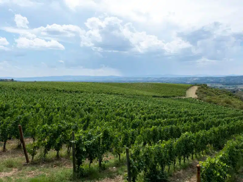 panorama-vineyard