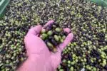 olive-oil-orvieto-tour – Orvieto | Orvietoviva