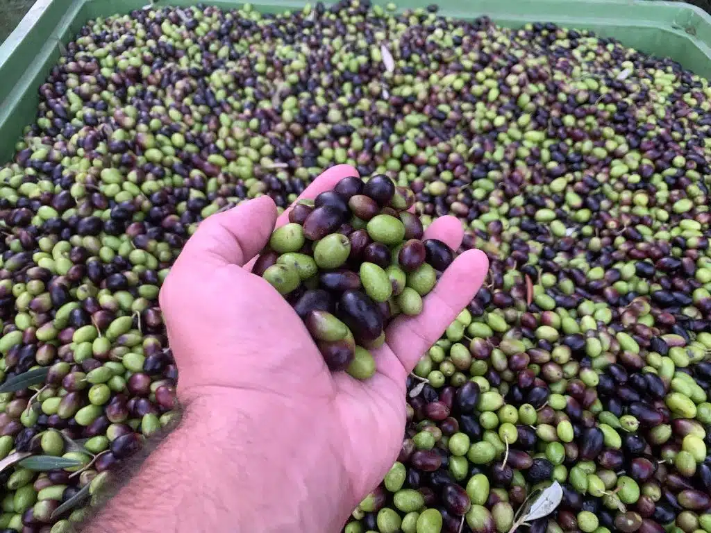 A guided tour (3h) in the hills of Orvieto visiting a local property wine and extra-virgin olive oil maker, the two most important products of the Orvieto area.