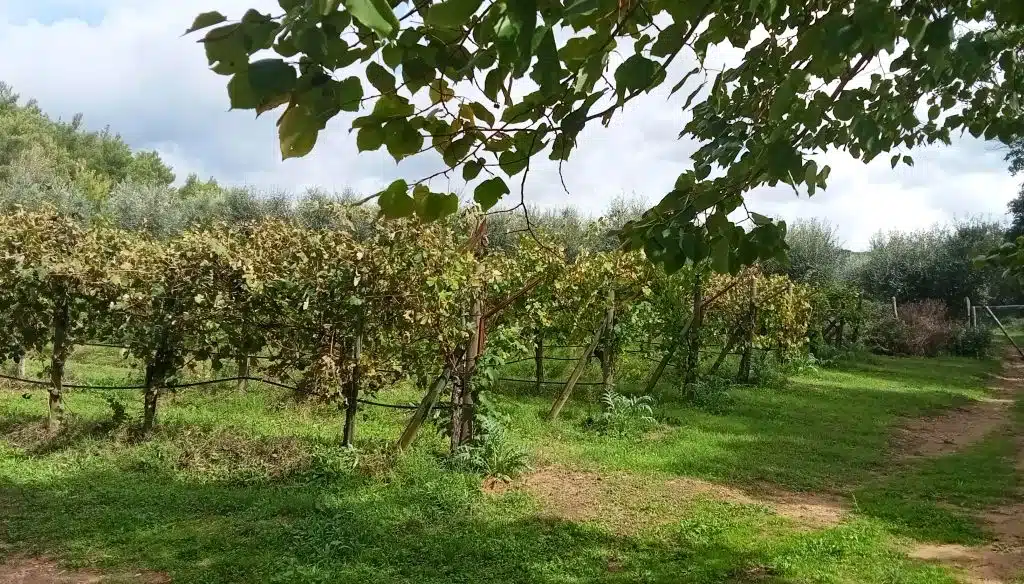 vigneto-olivi – Orvieto | Orvietoviva